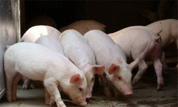 猪胃肠炎的治疗方法 猪胃肠炎用什么药
