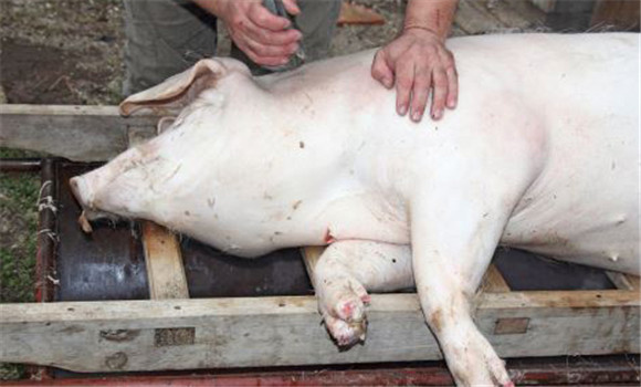猪瘟有哪些症状表现，什么叫急性猪瘟、慢性猪