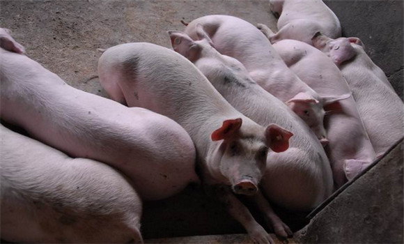 猪蛔虫病的诊断与治疗的案例及分析