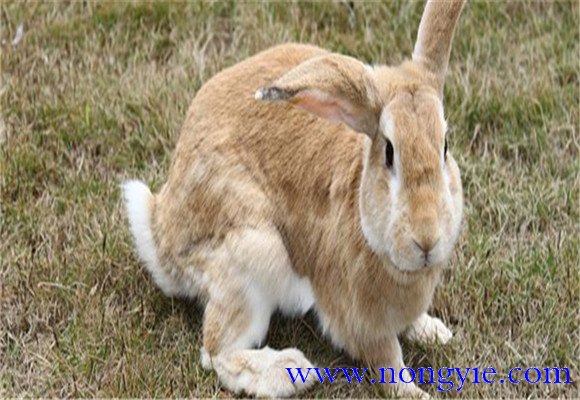 种公兔饲料配方注意事项 种公兔的饲养管理技术