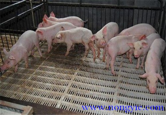 2020年养猪业现状及发展趋势