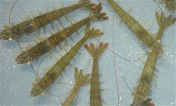 南美白对虾病毒有哪些、怎样防治？