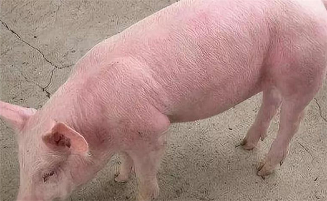 猪引起猪高热但皮肤无紫斑的疾病有哪些