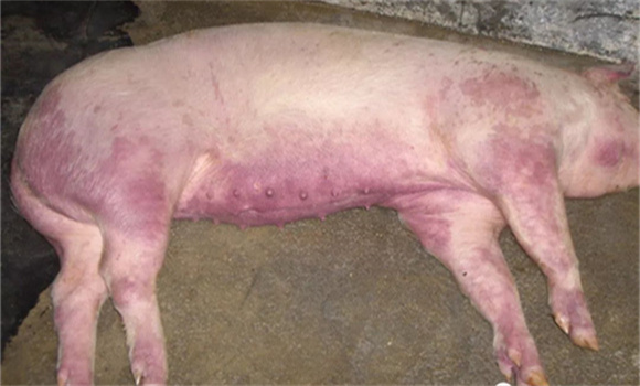 猪肺炎是什么原因引起的 猪肺炎症状和治疗方法