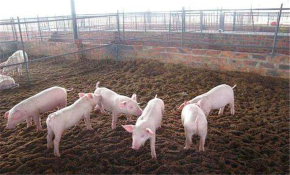 什么是发酵床养猪技术?其垫料日常维护与管理