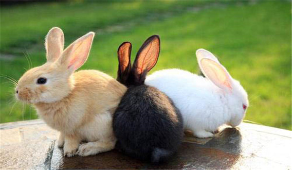 春季兔子易患哪些疾病，如何加强饲养管理