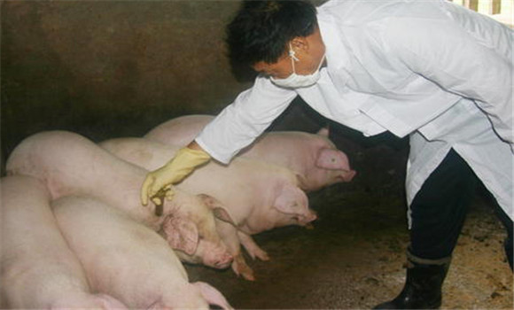 猪传染性胸膜肺炎案例 