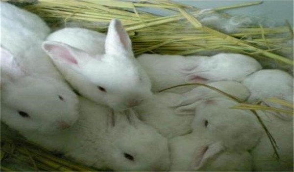 幼兔饲养遵循什么原则 加强幼兔管理的六个关键