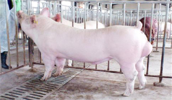 怎样养好种公猪，种公猪的饲养管理技术要点