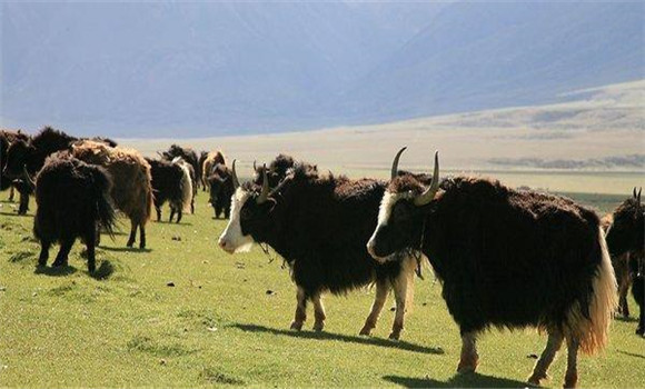 中国主要牦牛品种（类群）分布在哪些地区