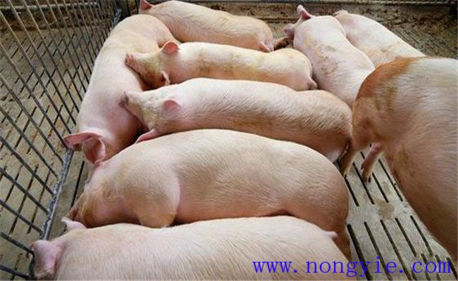 猪的体温正常是多少度 测量猪体温时的注意事项