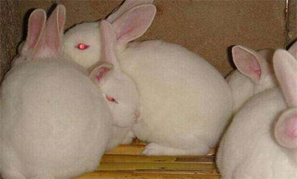 兔瘟症状有哪些 兔瘟怎么治疗