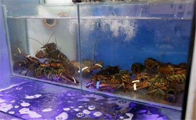 如何在家养龙虾 小龙虾怎么养活的时间长