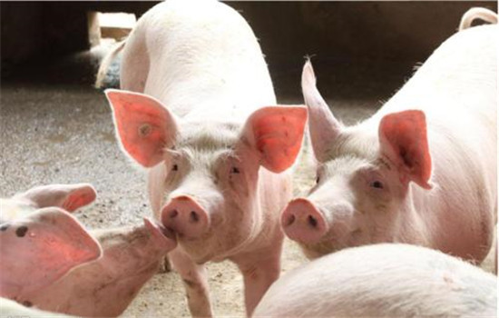 猪快速肥育的几项原则