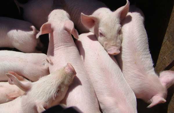 仔猪养殖管理中的几种诱食技巧