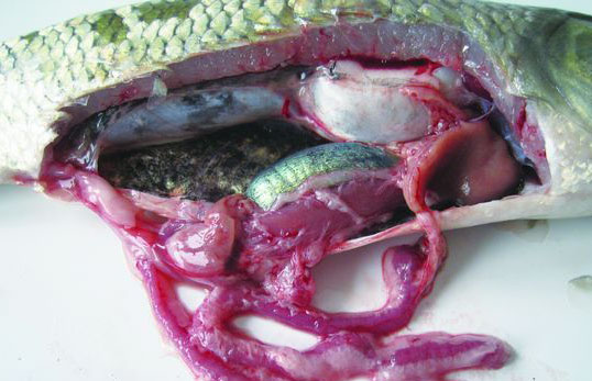 草鱼出血病治疗方法和预防措施