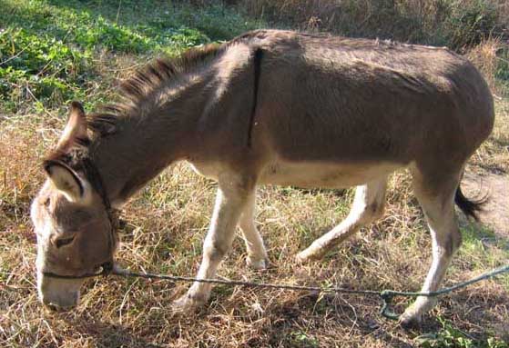 驴的繁殖周期