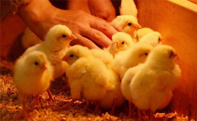 秋季育雏的温度要求，如何灵活控制鸡群的温度