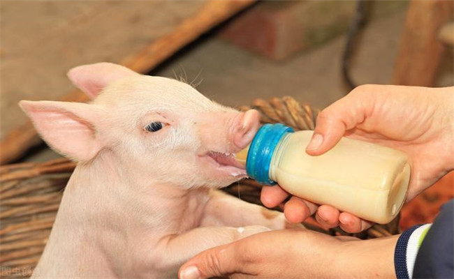 初生仔猪要早吃初乳，为什么要给仔猪固定奶头