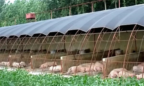 塑料大棚养猪防病措施有哪些？