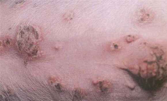 猪痘治疗案例及其诊疗注意事项