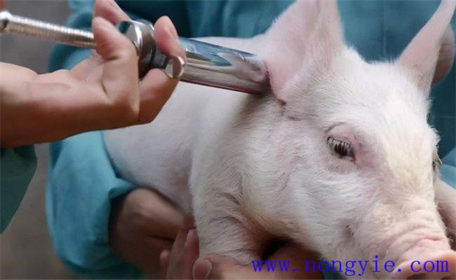 猪低温的治疗方法