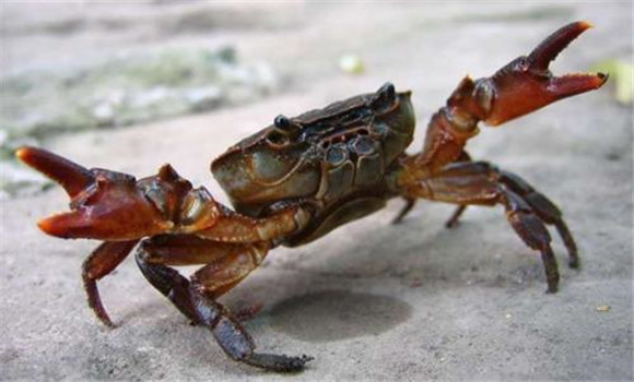 河蟹的寿命一般是多久? 河蟹的生物学特性