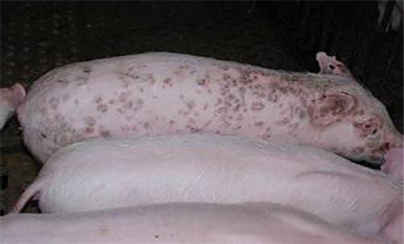 猪圆环病毒怎么治疗 猪圆环病毒的症状特征