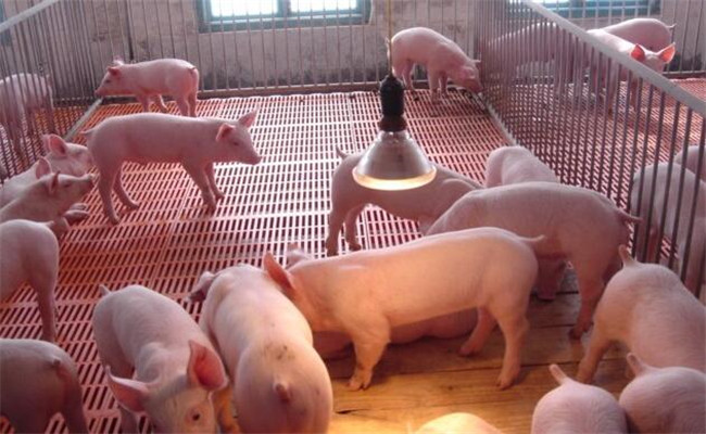 如何从猪种、个体两个方面选择、购买商品仔猪