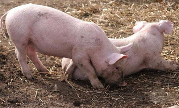 怎样预防猪链球菌病，用什么药预防？