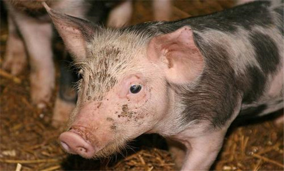 猪伪狂犬病的症状与治疗方法,防治要点是什么