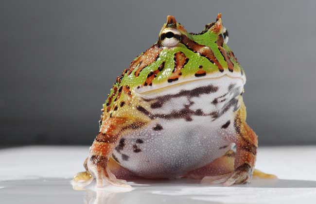 饲养角蛙需要什么样的环境