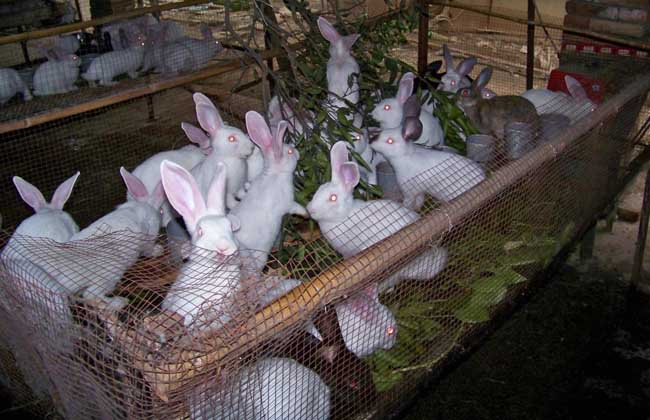 兔子疾病有哪些 兔子疾病防治技术