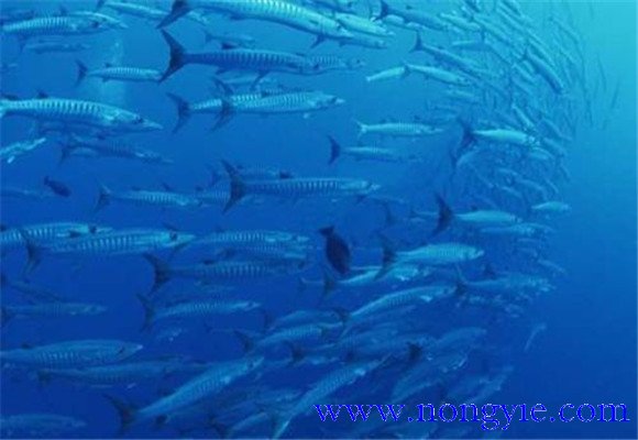 沙丁鱼是深海鱼吗，常见深海鱼有哪些？