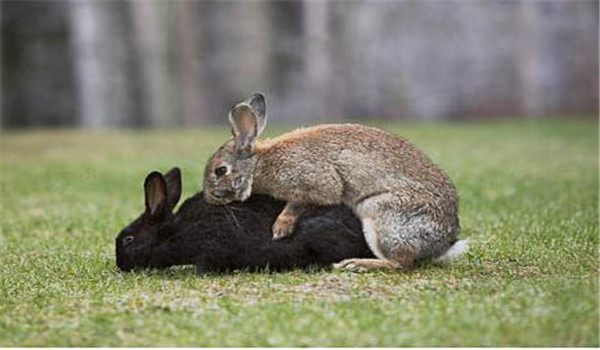 种公兔一天最多可以配几只母兔