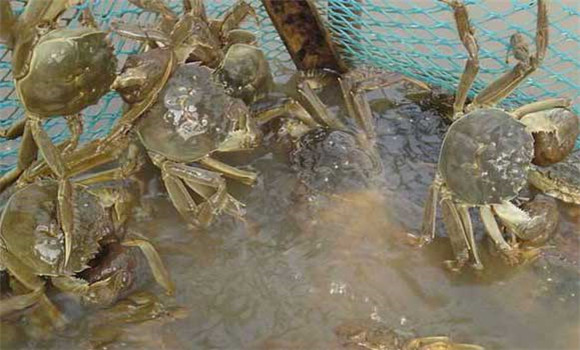 螃蟹养殖