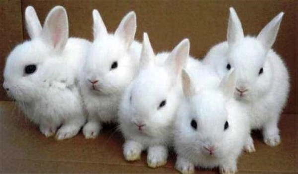 幼兔饲养温度管理：温度对幼兔的影响有多大？