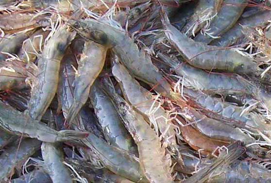 南美白对虾淡水养殖技术