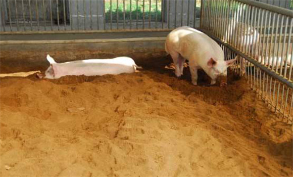 发酵床养猪的生物发酵的操作步骤