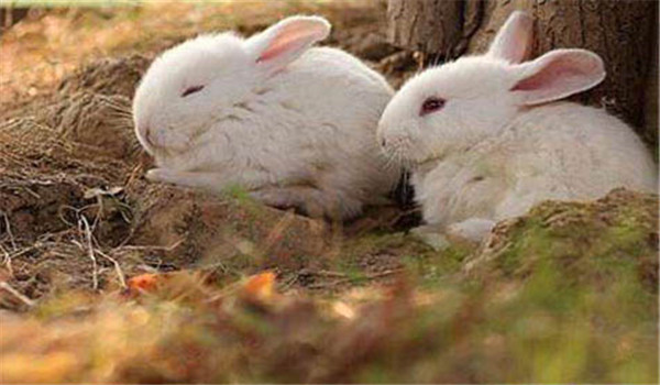 秋季兔子容易生什么病，免子秋季饲养管理要点