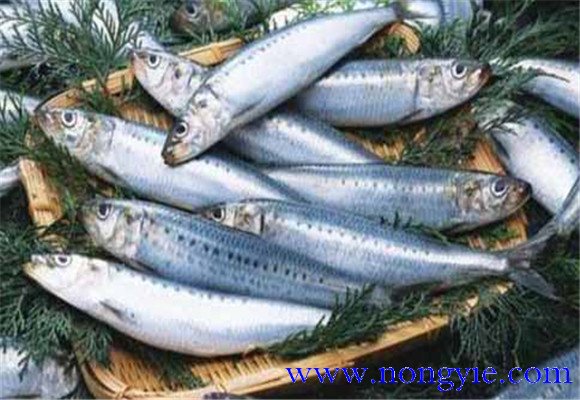 沙丁鱼是什么鱼 沙丁鱼的营养价值