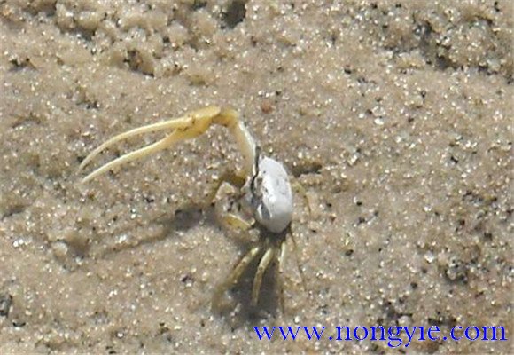 螃蟹如何掘穴，螃蟹掘洞穴居的习性