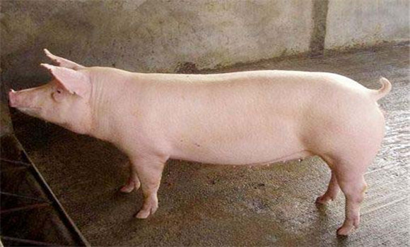 种公猪配种时间如何掌握 种公猪的饲养管理要点