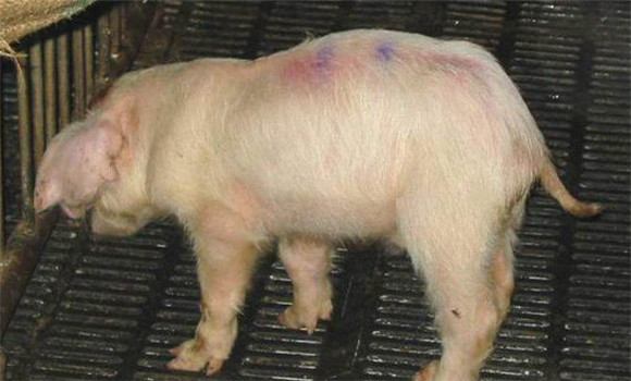 副猪嗜血杆菌病的症状及其病理变化