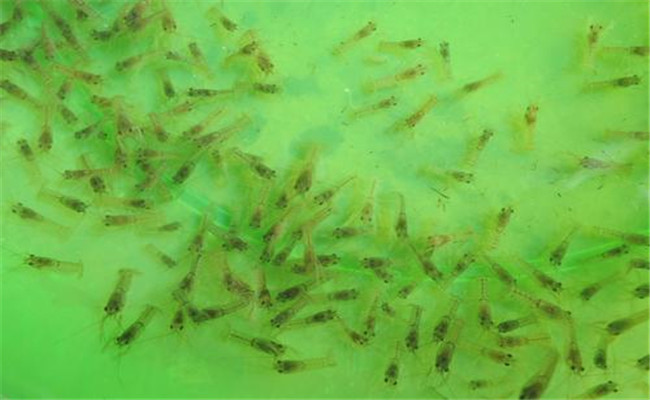 澳洲龙虾虾苗的放养时间