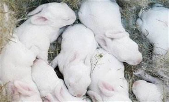 仔兔的饲养管理要点，仔兔睡眠期管理的方法