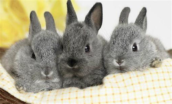 家兔的饲养方法与哪些因素有关系