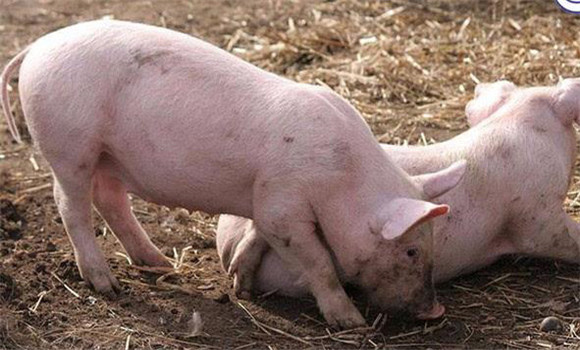 怎样加强免疫，增强猪抗击传染病的能力？