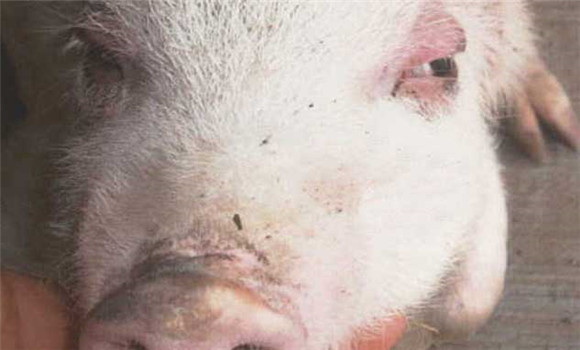 猪水肿病怎么治疗 猪水肿病的治疗方法