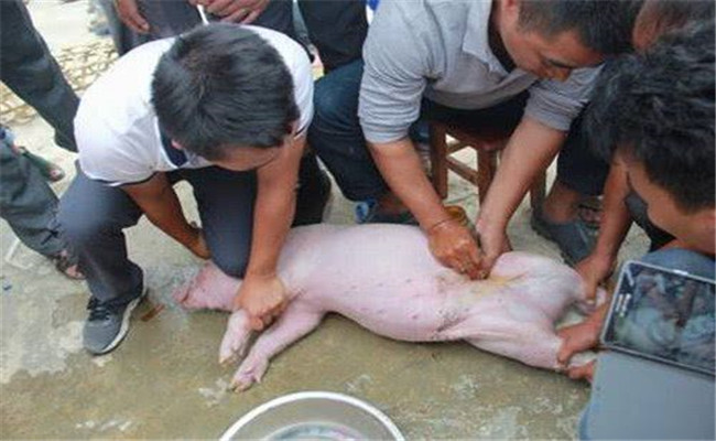 猪具体是怎样被阉割的